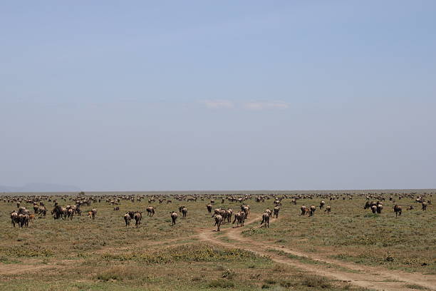 The Great Migration of Wildebeest in Tanzania