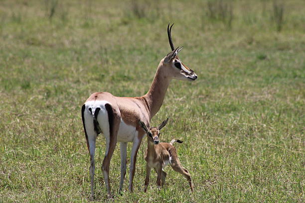 istock Gazelle and her Fawn 2254893152
