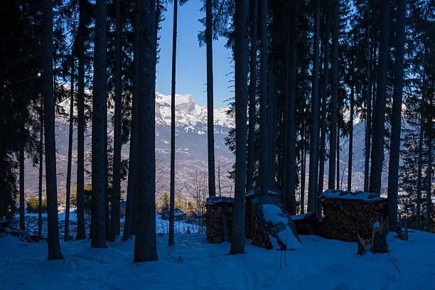 Tall pine trees cast long shadows over snow-covered ground, with stacked firewood shelters in the foreground and sunlit alpine peaks of the Mont Blanc massif visible in the distance.
