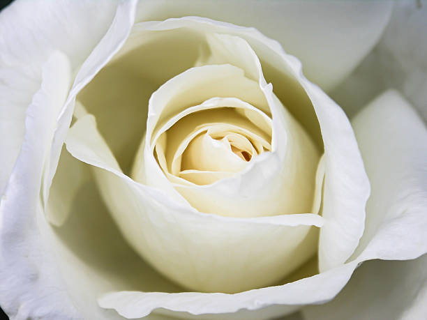 rose flower growing on a white background