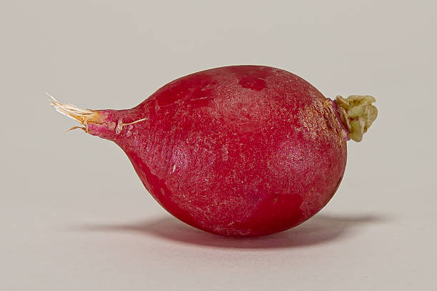 Close up of a radish lying on its side