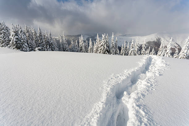 An expansive winter landscape showing a deep trail of footprints leading through a field of fresh, white snow. The path heads toward a ridge of snow-heavy pine trees with misty mountains and a cloudy blue sky in the background. This image captures the essence of remote wilderness and winter exploration.
