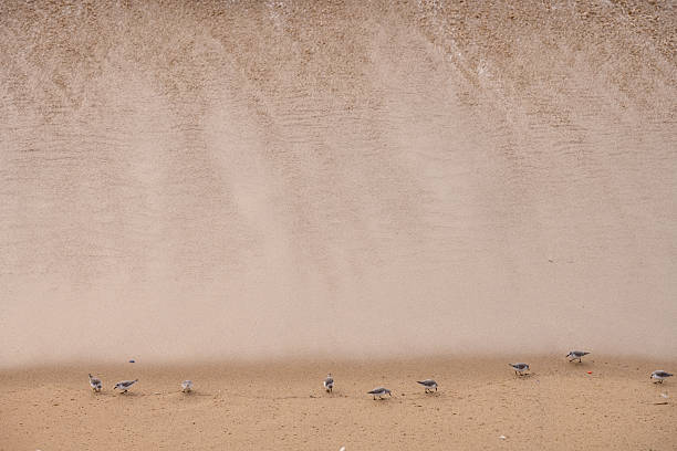 A dreamlike image of a bird on a beach on the Oregon coast with heavy fog