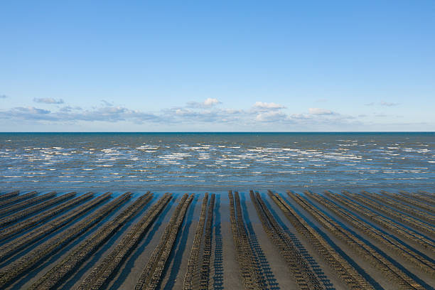 Long rows of oyster racks stretch across wet sand at low tide on Utah Beach, facing gentle waves and a bright blue sky. The scene is open and minimal, with rhythmic patterns and a sense of calm along the Normandy coast.
