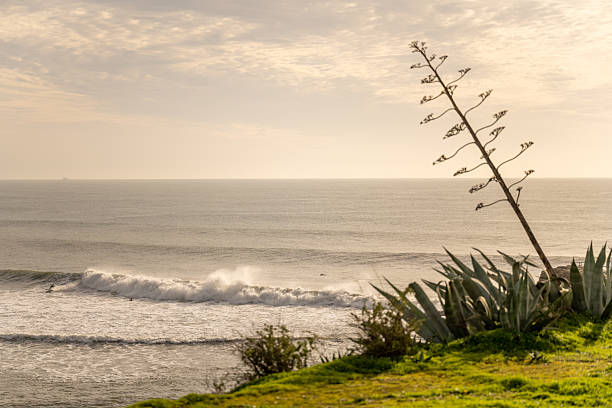 Atlantic waves roll toward a coastal cliff with agave plants and greenery in Estoril Lisbon Portugal during winter daylight.