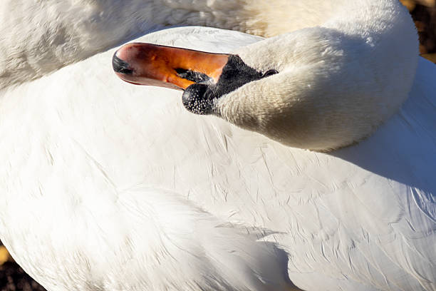 Swan resting with neck curved and beak lying on white back, soft feathers filling frame in bright sunlight.