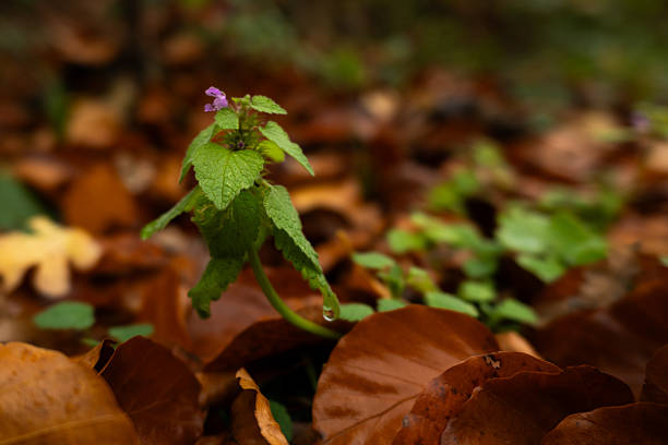 Lamium purpureum