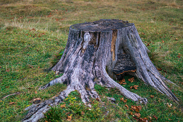 A large weathered tree stump with exposed roots sits on a grassy field. The rough wood texture and moss details highlight natural decay and the beauty of forest ageing.
