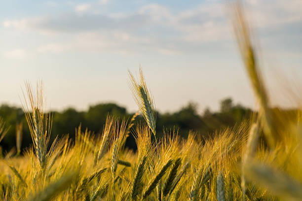 istock Barley ears swaying in golden summer light 2254899453