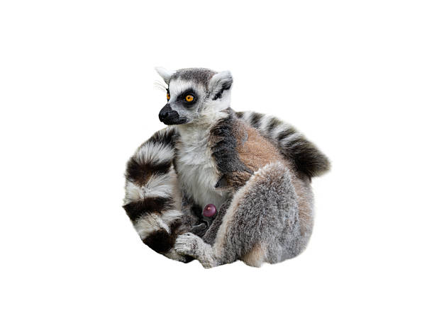 male lemur isolated on white background