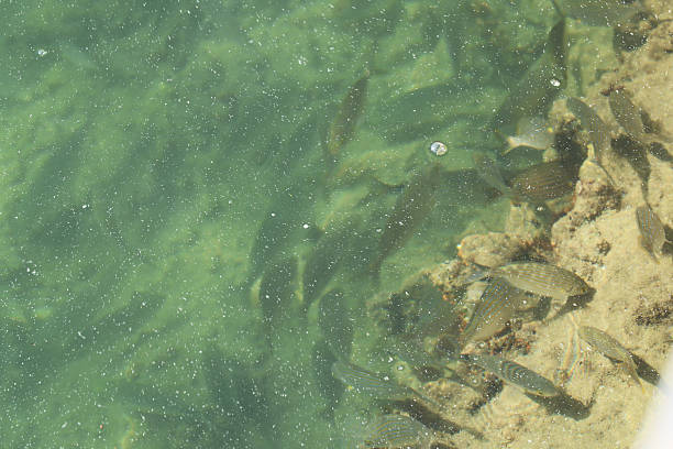 istock Fish swimming in the water 2254901104