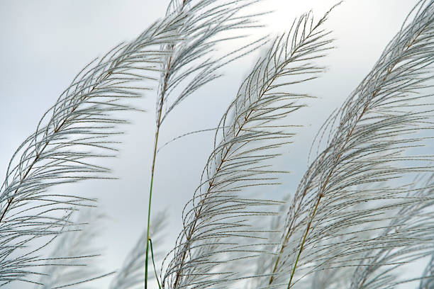 This image features delicate grass blades swaying gently in the soft morning light, capturing the essence of peaceful nature. An ideal backdrop for serene themes.