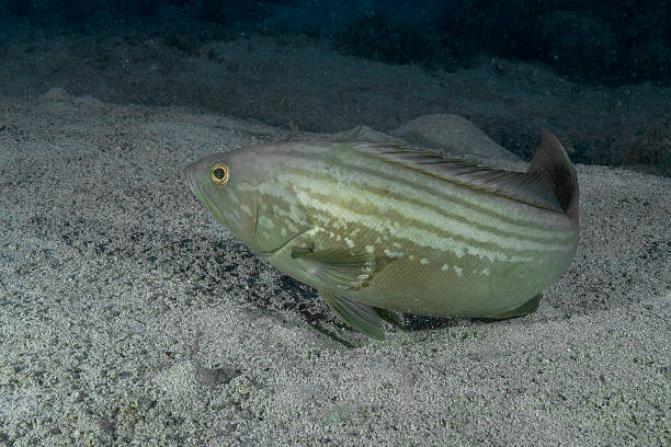 Dusky Grouper (Epinephelus marginatus) in Its Natural Mediterranean Habitat