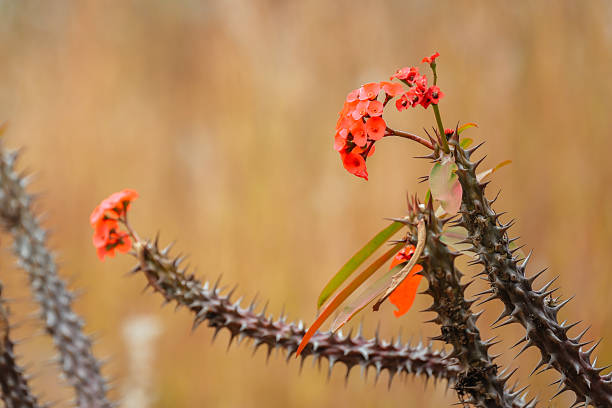Crown Of Thorns plant