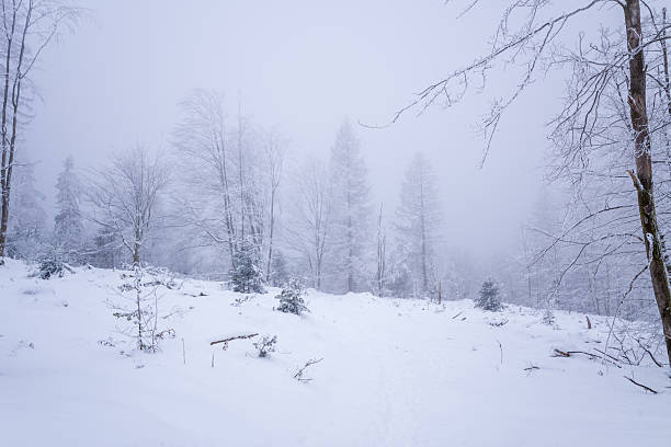 Foggy forest, winter woodland