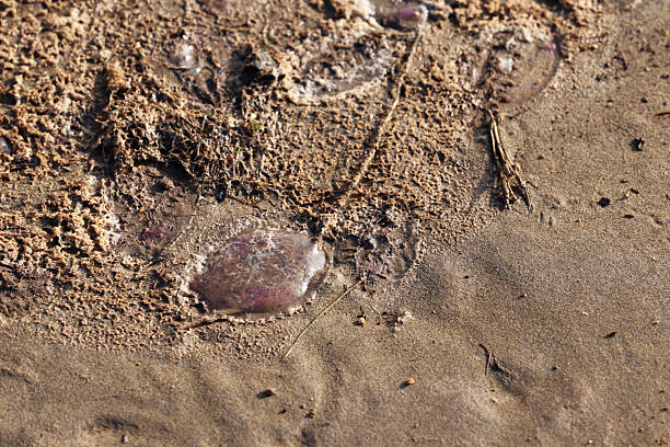 Jellyfish on the beach sea shore