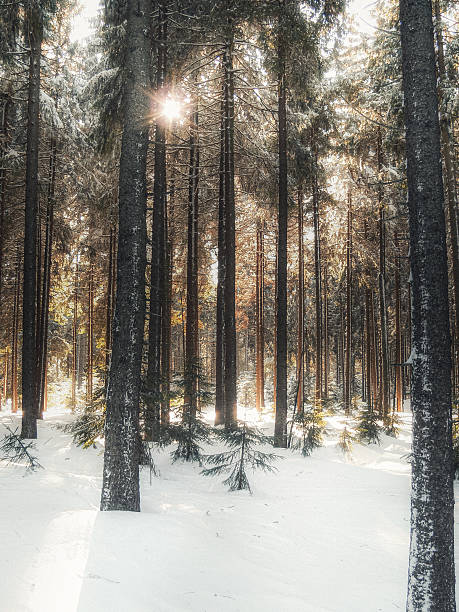 istock Sunlight through snowy winter forest with tall pine trees 2254905718