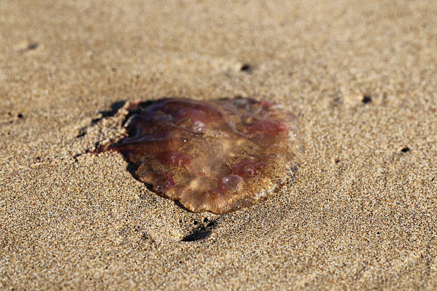 Jellyfish on the beach sea shore