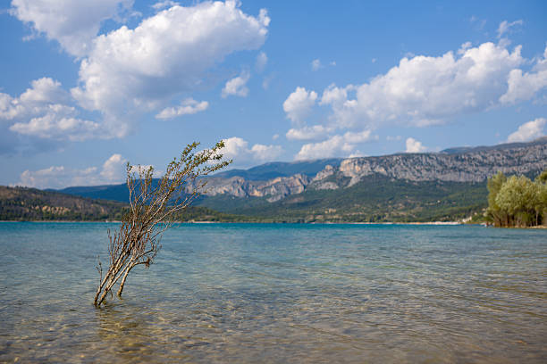 A single bush emerges from shallow turquoise water at Lac de Sainte-Croix, with distant tree-lined shores and rugged mountains under a sky dotted with puffy clouds.