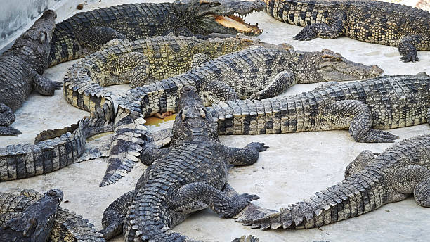 istock A group of crocodiles at the zoo. 2254907217