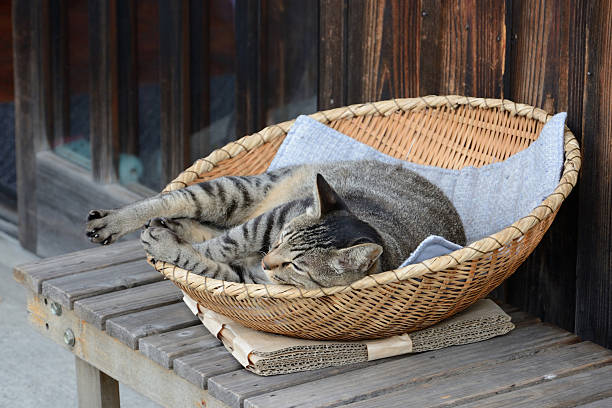 White cat beautiful sleeping brick wall background