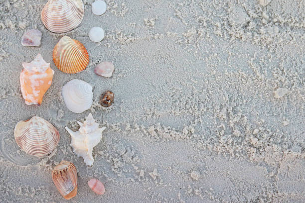 Flat lay of assorted seashells arranged on soft, light sand, creating a calm and minimalist beach background. Ideal for summer concepts, coastal design, vacation themes, marine life, nature backgrounds, wellness, travel advertising, and copy space.