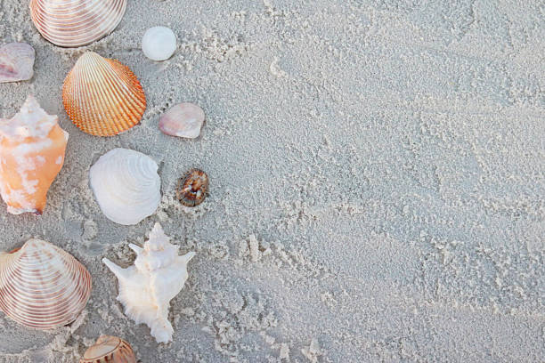 istock Flat lay of assorted seashells arranged on soft, light sand, creating a calm and minimalist beach background. Ideal for summer concepts, coastal design, vacation themes, marine life, nature backgrounds, wellness, travel advertising, and copy space. 2254911089