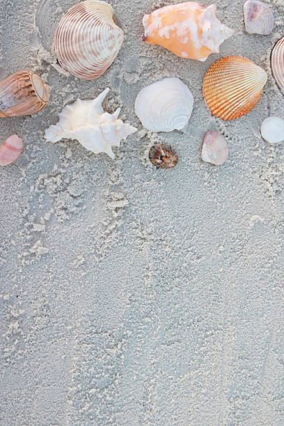 istock Flat lay of assorted seashells arranged on soft, light sand, creating a calm and minimalist beach background. Ideal for summer concepts, coastal design, vacation themes, marine life, nature backgrounds, wellness, travel advertising, and copy space. 2254911091