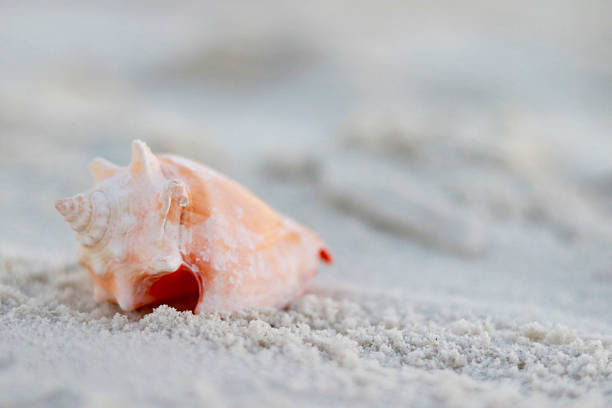 Close-up of a delicate pink conch seashell resting on soft white sand. A serene coastal image ideal for beach themes, summer backgrounds, marine nature concepts, relaxation, travel, and minimalist design with natural copy space.