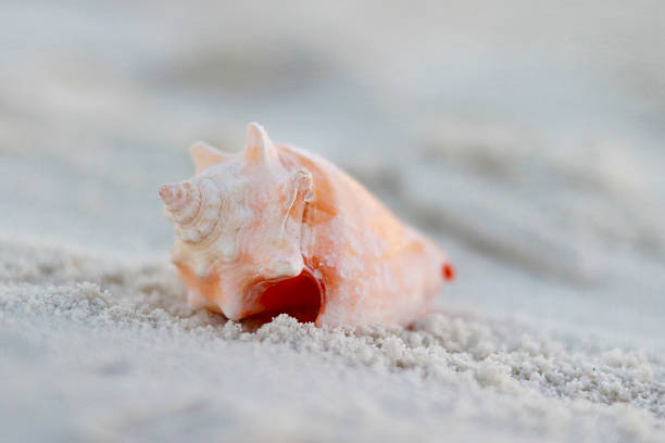 istock Close-up of a delicate pink conch seashell resting on soft white sand. A serene coastal image ideal for beach themes, summer backgrounds, marine nature concepts, relaxation, travel, and minimalist design with natural copy space. 2254911450