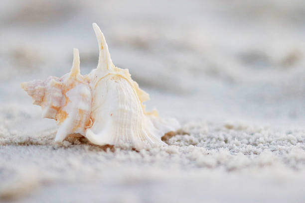 istock Close-up of a delicate conch seashell resting on soft white sand. A serene coastal image ideal for beach themes, summer backgrounds, marine nature concepts, relaxation, travel, and minimalist design with natural copy space. 2254911678