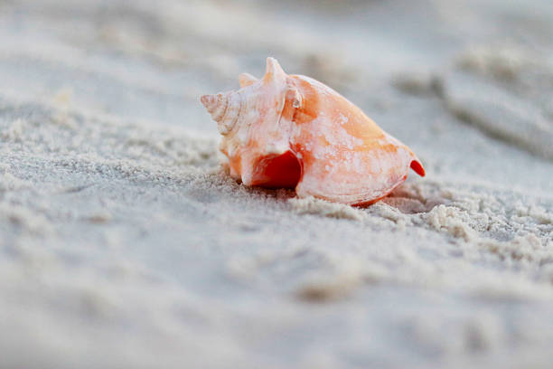 istock Close-up of a delicate pink conch seashell resting on soft white sand. A serene coastal image ideal for beach themes, summer backgrounds, marine nature concepts, relaxation, travel, and minimalist design with natural copy space. 2254912066