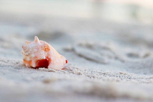 istock Close-up of a delicate pink conch seashell resting on soft white sand. A serene coastal image ideal for beach themes, summer backgrounds, marine nature concepts, relaxation, travel, and minimalist design with natural copy space. 2254912090