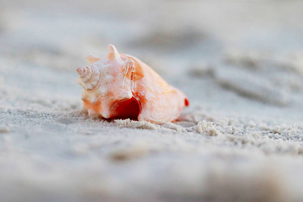 istock Close-up of a delicate pink conch seashell resting on soft white sand. A serene coastal image ideal for beach themes, summer backgrounds, marine nature concepts, relaxation, travel, and minimalist design with natural copy space. 2254912095