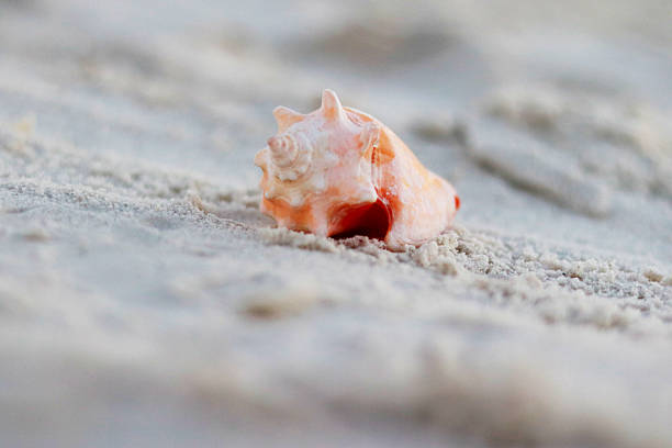 istock Close-up of a delicate pink conch seashell resting on soft white sand. A serene coastal image ideal for beach themes, summer backgrounds, marine nature concepts, relaxation, travel, and minimalist design with natural copy space. 2254912274
