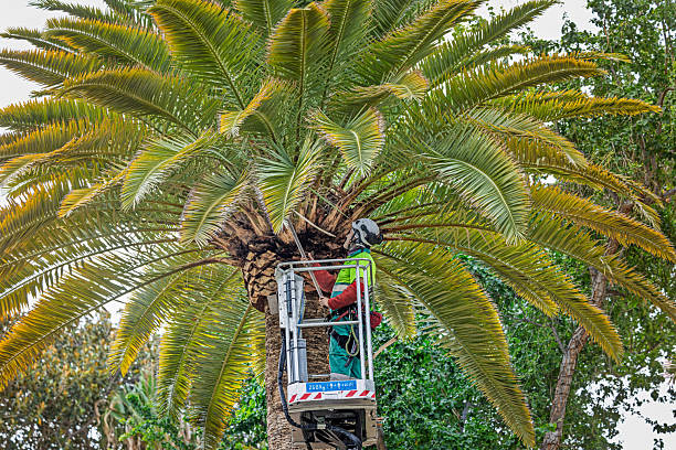 Parque Garcia Sanabria, Tenerife, Spain, Europe - December 10th 2025: A gardener in a lift pruning a Canary Island date palm (Phoenix canariensis). To prevent large dry fronds from falling and posing a risk to visitors, the palms are trimmed under controlled conditions.