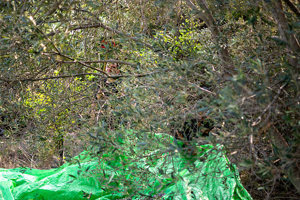 Man picking olives from the tree
