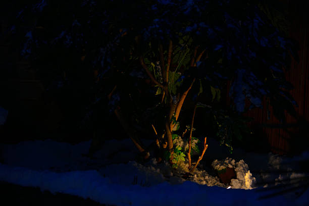 Snowy winter in an illuminated garden, Almere, Flevoland, Netherlands