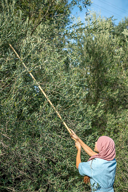 Woman picking olives from the tree