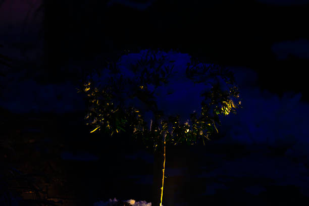 Snowy winter in an illuminated garden, Almere, Flevoland, Netherlands