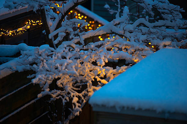 istock Snowy winter in an illuminated garden 2254916907