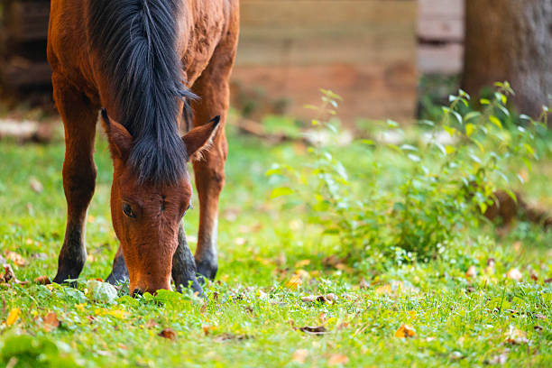 A peaceful moment with two brown horses grazing on a lush green field. The foreground horse is clearly visible, head lowered with a flowing black mane, while the second horse appears softly blurred in the background. Scattered leaves and a faint pathway or fence add depth to the natural setting. From a business concept perspective, the image conveys themes of tranquility, nature, and rural lifestyle—ideal for use in agricultural branding, eco-tourism marketing, wellness campaigns, or editorial content focused on outdoor living and animal care. It suits stock photography collections for equestrian services, countryside retreats, or sustainability-focused enterprises.