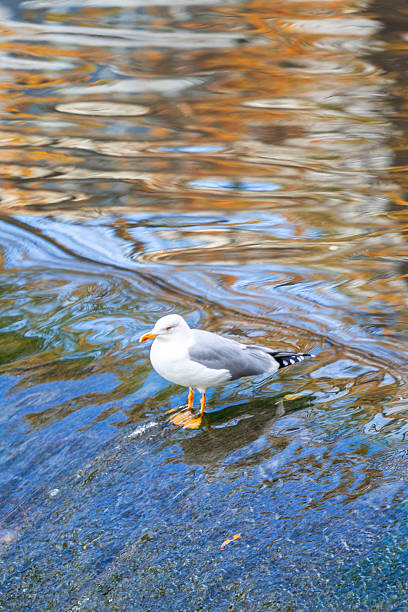A white seagull stands gracefully on a small river waterfall, enjoying the gentle flow of water and the surrounding nature. The unique composition captures a rare and captivating moment of wildlife in harmony with its environment. Perfect for nature photography collections, wildlife themes, travel blogs, or environmental awareness projects. Autumn scene.