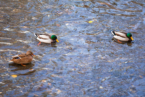 Tranquil scene of a duck gliding gracefully through a shallow, crystal-clear river. The sunlight reflects gently off the rippling water, revealing pebbles beneath the surface. Perfect for use in wildlife themes, environmental concepts, outdoor lifestyle designs, or nature-focused blogs and advertisements.