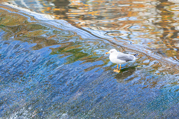 A white seagull stands gracefully on a small river waterfall, enjoying the gentle flow of water and the surrounding nature. The unique composition captures a rare and captivating moment of wildlife in harmony with its environment. Perfect for nature photography collections, wildlife themes, travel blogs, or environmental awareness projects. Autumn scene.