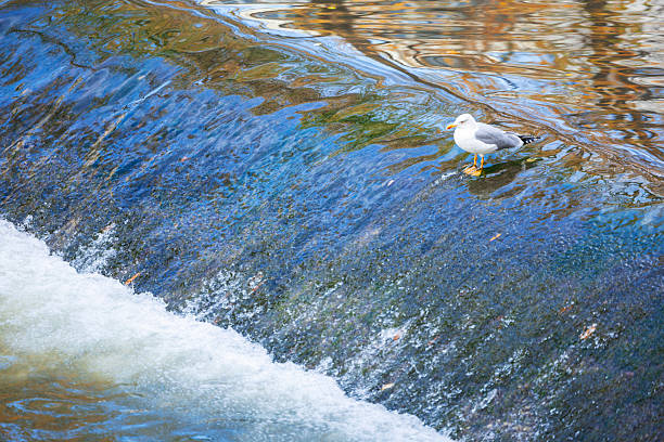 Birds at Cohoes Falls, Mohawk River, Albany, New York, USA