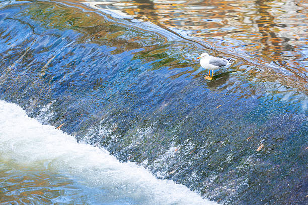 In a serene tableau, a solitary heron stands sentinel in the center of a tranquil canal, its sleek form perfectly still as it awaits its next meal. The gentle flow of water beside it adds to the sense of peaceful anticipation, capturing a moment of natural harmony and quiet determination.