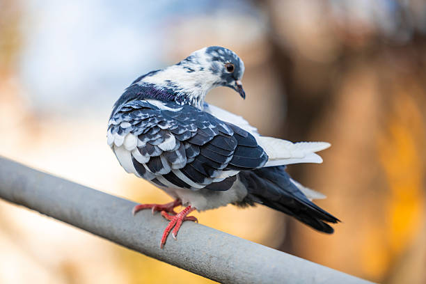 Close-up of a city pigeon resting on a metal railing, captured with shallow depth of field and a softly blurred autumn-toned background. The bird’s detailed feathers and natural posture create a calm, everyday urban wildlife scene. Ideal for use in themes related to city life, urban nature, wildlife adaptation, simplicity, animals in public spaces, environmental concepts, or everyday street photography. Suitable for blogs, editorial content, educational materials, and nature-related design projects.