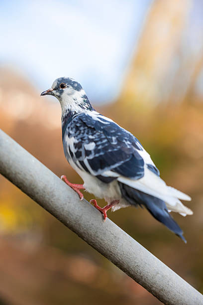 Eurasian collared dove, latin name Streptopelia decaocto resting alone on an iron railing