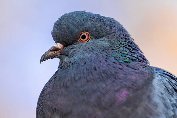 Close-up of a city pigeon resting on a metal railing, captured with shallow depth of field and a softly blurred autumn-toned background. The bird’s detailed feathers and natural posture create a calm, everyday urban wildlife scene. Ideal for use in themes related to city life, urban nature, wildlife adaptation, simplicity, animals in public spaces, environmental concepts, or everyday street photography. Suitable for blogs, editorial content, educational materials, and nature-related design projects.
